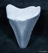 Inch Bone Valley Megalodon Tooth #1439-1